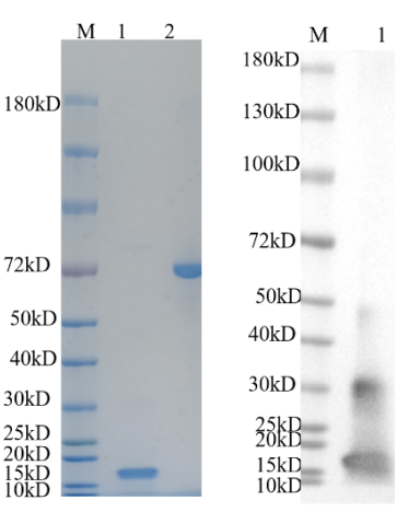 Reducing 4%-20% SDS-PAGE (CBB stained) and WB (Rabbit anti-Dog IL18 Polyclonal antibody) analysis profiles of purified IL18.
1. IL18: 1 μg
2. BSA: 1 μg
